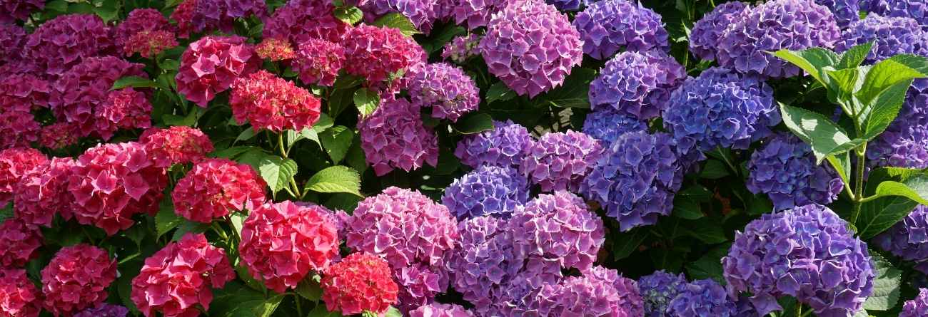 杉林溪繡球花海