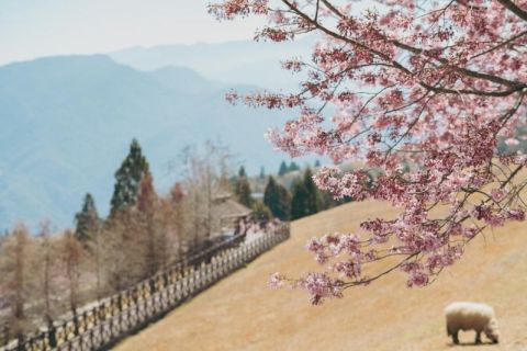 2026清境農場櫻花季看這篇！賞櫻時間、必拍景點、兩天一夜輕鬆玩